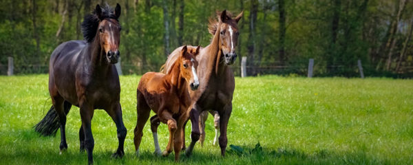 immunitaire du cheval