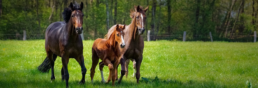 immunitaire du cheval